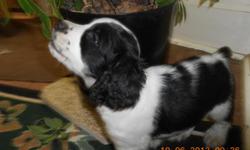 AKC ENGLISH SPRINGER SPANIEL PUPPIES&nbsp;&nbsp;&nbsp;&nbsp;&nbsp;&nbsp; HEALTHY BLACK AND WHITE MALES AND FEMALES
BORN 8-18-12&nbsp;&nbsp;&nbsp;&nbsp; &nbsp;TAILS DOCKED, DEWCLAWS AND SHOTS
BEAUTIFUL MARKINGS, EXCELLENT BLOODLINES
VERY SOCIABLE&nbsp; MOM