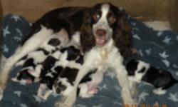 English Springer Spaniel Puppies. Tails and Dew claws done Puppy well check done with shots and deworming.. Great pedigree with dogs such as Amateur field champion Fitch Hill Wiseguy, Field Champion Wivenwood Tramp and National Field Champion Pond View