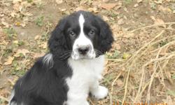 AKC ENGLISH SPRINGER SPANIEL PUPS.&nbsp; 3 HEALTHLY BLACK AND WHITE MALES
TAILS DOCKED, DEWCLAWS AND SECOND SHOTS .BEAUTIFUL MARKINGS AND
EXCELLENT BLOODLINES. MOM AND DAD ON SITE.&nbsp; VERY SOCIALIZED
WONDERFUL FAMILY OR HUNTING DOGS.&nbsp;&nbsp;