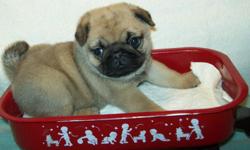 Offering&nbsp; this beautiful AKC fawn female Pug pup for either pet or breeder/show.&nbsp; Born on Oct. 8 2012. Championship lines. Will be ready to go at 9wks. old. At that time will have been started on vaccines, been wormed, on heartworm preventative