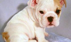 Sugar is adorable female English Bulldog puppy. She was born in October 10th, 2010. She is very chunky and healthy little baby. She has lots of wrinkles too. She got vaccines and dewormed upto date and she is registered with AKC. She has excellent