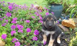 AKC German Shepard Pups for Sale
Sire and Dame are pets on our farm and both are AKC registered.
Von Rommel bloodline: Orginal Straight back German Shepherd.
All pups have had their 1st shots and have been wormed.
Attached is a picture of our Sire (Max)