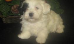 We have an adorable female Havanese puppy ready to go to her new home on January 6th. She has a black and white parti color coat, non shedding and hypo allergenic. She is a really sweet little girl and her expected adult weight will be 10 to 12 lbs. She