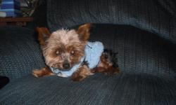 Hello regretfully I need to find a home for my female Yorkie, she is 6 and AKC registered. She is an amazing little girl. I have tried to find someone willing to watch he for use to no prevail. We recently had to move into an apartment and can not have