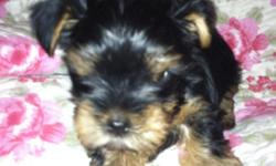AKC female Yorkie puppy, she will be 8 weeks old Oct 30th and ready to go to a new loving home. She will have her AKC papers, first shots and will be wormed. This baby is so sweet,and very loving. She now weighs 1pound and 13oz. If you have any questions