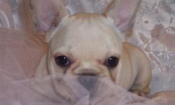 AKC registered-french bulldog-creme-female-born 4/4/2011-current on vaccinations, wormed regularly, has been vet checked-price includes, health guarantee, health papers, vet checked, AKC registration papers, and micro chip-shipping is extra