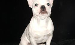 Select breeder/dog show exhibitor of the finest AKC Bulldogs and French bulldogs around. Exceptional cobby body and heavily wrinkled face with great bone structure.
Visit our web site for further information and photos.
We ship only within the U.S.A