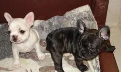 AKC French Bulldog puppies ready for you to take home. 2 females Champion bloodline, vet checked, 1st shots, health gaurentee. Please call 337-785-1638 or 337-581-4949