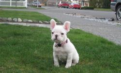 I have 5 frenchie babies born January 20, 2011. Champion bloodlines on both sides. 3 are available for adoption. 1 pure white female, 1 brindle & white females, & 1 brindle & white male. They are ready to go to new homes. See pics & videos on my website.
