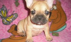 BEAUTIFUL LITTER OF FRENCH BULLDOG PUPPIES BORN JULY, 11, 2011. THEY ARE REDAY FOR THEIR FOREVER HOMES NOW. THEY HAVE BEEN VET CHECKED, FIRST VACCINE, AND THEY COME WITH A 1 YR HEALTH WARRANTY. THESE BABIES ARE SHORT BACKED, COBBY, AND LOW TO THE GROUND.