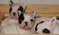 AKC French Bulldogs puppies.females/males. many colors .. Vet checked .. 12 month healthy guarantee .. Ready to go now.Blue carriers. and full reg $300 more.call 951 785 7860