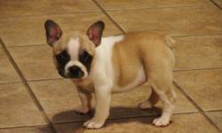 AKC Frenchie Male, Born 02/11/11,Up to date on vaccinations and worming, vet-checked and certified, and sold with a health guarantee. $1000. Call 601-536-2204 or 601-507-0065 or email w_harrison39074@bayspringstel.net for more info and pics.