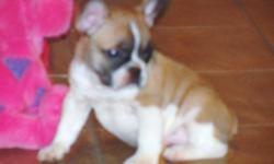 AKC Tri-pied Frenchie Male, Born 02/11/11, Up to date on vaccinations and worming, vet-checked and certified, and health guarantee given. $1000. Call 601-536-2204 or 601-507-0065 or email w_harrison39074@bayspringstel.net for more info and pics.