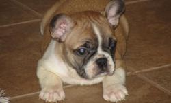 AKC Frenchie Male, Born 02/11/11, Up to date on vaccinations and worming, vet checked and certified, and sold with a health guarantee. $1000. Call 601-536-2204 or 601-507-0065 or email w_harrison39074@bayspringstel.net for more info and pics.