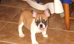 AKC Frenchie Male, Born 02/11/11, Up to date on vaccinations and wormings, Vet checked and certified, and sold with a health guarantee. $1000. Call 601-536-2204 or 601-507-0065 or email w_harrison39074@bayspringstel.net for more info and pics.