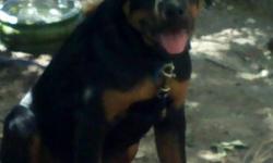 AKC German Rottweiler, 5 month old male, papered and vet checked. Great watchdog and good with kids. Call if interested and leave message () -.