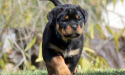 We Have Excellent Puppies Available $1800 ready to go,,,, Out Of our Dogs Kron Vom HochKlasse and Lepa vom HochKlasse,,,, The Sire placed 1st Place at the 2010 USRC SE R Sieger Show Under Judge Uwe petterman ADRK, which is an incredible accomplishment. He