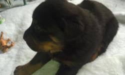 5 Akc rottweiler puppies for sale 3 males and 2 females 5 weeks old, tails docked, first shot, ready to go home