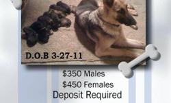 6 GIRLS & 4 BOYS. WILL BE READY TO GO MAY 8TH. BOTH PARENTS ON SITE. ALL PUPS WILL BE DEWORMED AT 2,4, & 6 WEEKS. ALSO WILL HAVE 1ST SET OF SHOTS. TAKEN DEPOSITS NOW.