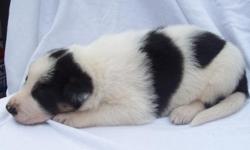 AKC
NEW LITER BORN JUNE 5th
4 Male - 4 Females
Black & Whites 600 each
Picture of Sire shown
Pups shown are the males
Can send pictures of all pups