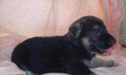 AKC
3 BLACK & TAN FEMALE PUPS
SIRE ALSO SHOWN
4 WEEK PICTURES TAKEN JULY 4TH
ALL IN EXCELLENT HEALTH AND WILL HAVE SHOTS
CAN SEND MORE PICTURES IF INTERESTED
ALSO HAVE 1 MALE BLACK & TAN NOT SOLD