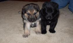 These AKC german sheperd puppies are adorable. 1 solid black female with a dot of white on her chest, 1 black and tan male. All full registration, vet checked, first shots and wormed. These healthy little pups are the product of two beautiful black and