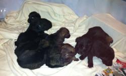 German Shephard Puppies born November 20th, 2012.&nbsp; Excellent blood lines, both parents on site. Male and Female available still solid black or sable.&nbsp; $200 Deposits.
