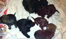 AKC German Shephard Puppies for sale excellent blood lines both parents onsite. Grandparents imported from Czech. Puppies born November 20th 2012.&nbsp;Solid Black males and females still available as well as a Sable males and females.&nbsp; $200 deposits