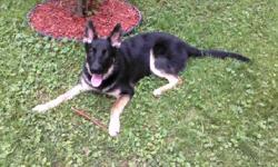 Almost 9 month old male German Shepherd. He does have papers and has had his shots. He is not fixed. While we heard they make great family dogs, he is just too much dog for us. He has a beautiful color, mostly black w/a darker tan legs. He is already
