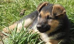 Beautiful 12 week old female german shepherd puppy is looking for her new forever home. Wonderful diispositon. Very athletic and talented puppy. Could do any thing you want with the proper guidance. Loves children. Both parents have great temperments,