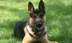 BEAUTIFUL AKC German Shepherd to stud with healthy females. Call or text for more information and pictures.