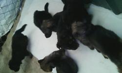 have 3 female puppies left they have had 3 sets of shots&nbsp;