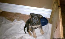 Two black and tan females and one gray and tan male. Sire and Dame on site. Anderson, SC. 864-332-0281.
