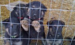 Black & Tan German Shepherd Puppies for sale, born 9/21/2012. vet checked, 1st shots and wormed at 6 weeks. Both parents on site, very friendly and playful.&nbsp;&nbsp;&nbsp; Females 400.00, Males 350.00.&nbsp; cash only. Pictures upon request.
&nbsp;