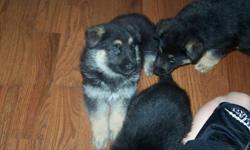 we have 2 female german shepherd puppies left ready to go they have there first shots and will come with there AKC registration papers wont last long contact me if your intrested thank you.