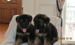 GERMAN SHEPHERD PUPPIES BORN 5/1/11 European bloodlines, 1st shots & dewormed 6/16/11 AKC papers 3 females 4 males ready to go to new homes - $500.Can send pictures. Call 404-915-3653 or 404-915-3482