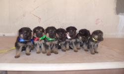 AKC GERMAN SHEPHERD PUPPIES,dob: 09/11/12. &nbsp; BLACK and RED, &nbsp;GERMAN IMPORT SIRE. SCHH3 ,KKL1.
WORLD CHAMPION LINES.
TATTOO, SHOTS , DEWORMED, AKC FULL REGISTRATION, EXCELLENT PERSONALITY, SHOW QUALITY.BIG BONE ,
HUGE HEAD, GREAT STRUCTURE. 6