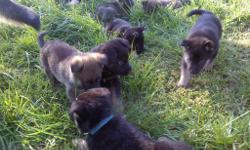 AKC German Shepherd puppies. Females black and Tan and sable. Born on 7-28-12 Very friendly and obedient. Love to play and get along well with other dogs and animals. They are excellent German pedigree! Kraftwerk and levy lines. Parents are our family AKC