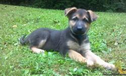 AKC German Shepherd Puppies. &nbsp;Ready to go with all vet care current. &nbsp;These will be large dogs that are intelligent and easy to train with excellent temperaments. &nbsp;Call -- or -- or e-mail reddhunky@aol.com.