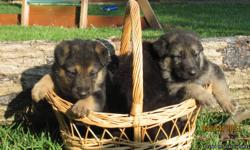 AKC German Shepherd puppies for sale. Beautiful black, tan, and sable coloring with long hair. Championship bloodlines from both sire and dam, DNA certification has been done with AKC as well as hip and elbow certifications in pedigrees, both parents on