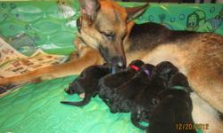 AKC German Shepherd Puppies Born Dec. 20, 2012 have all been sold.&nbsp; If you would like to be on the waiting list for our next litter that will be born around July or Aug, just let us know.
AKC GERMAN SHEPHERD top quality puppies who come from a long