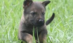 AKC Registerd GSD champion bloodline, easy to train, great for personal protection, or working dog. These pups are the defination of a true german shepherd. Each pup has been well socialized, and are up-to date on shots. All pups have great drive, both