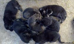 Hello, I have a litter of AKC Registered German Shepherd puppies that are being sold for $500 before 6-30-11 and after that being sold for $600 (puppies paid in advance may be picked up on July 1st or later). I have males and females, black/tan and sable