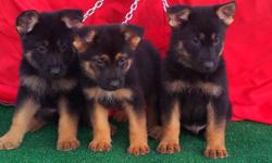 we are German shepherd breeders so please visit our website for more info, &nbsp;we have many puppies available , www.vomblacksmith-land.com&nbsp;