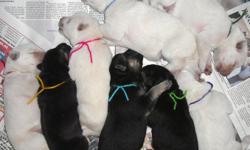 ~~PUPPIES WERE BORN JAN. 19! READY TO GO AT 8 WEEKS OLD (AROUND MARCH 16)~~ Eight puppies, 4 boys (2 solid white, 2 black/silver) and 4 girls (3 solid white, 1 black/silver). Large, uniform, healthy pups! All standard coats. Taking deposits now. Pups are