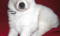 ~~PUPPIES WERE BORN JAN. 19! READY TO GO MARCH 16~~
Eight puppies, 4 boys (2 solid white, 2 black/silver) and 4 girls (3 solid white, 1 black/silver). The pups are very sweet and friendly with great pigment. All standard coats.
Available for deposit are: