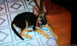Akc registered German shepherd female beautiful..very intelligent.... 13 weeks old... has had first shots and wormer... $500 call or text