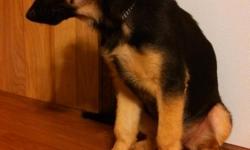 Akc registered German shepherd puppy female.. 13 weeks old... house trained and starting on obedience training... very smart.... has had first shots and worming...$500 call or text