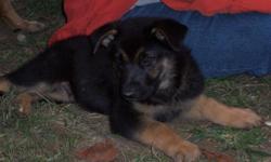 AKC Registered German Shepherd Puppys, 3 males and 3 females, born 7/28/2012. Puppies are vet. checked and have all shots up to date. Healthy and ready for good home. Parents are on site for inspection. call Steve --