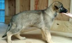 German Shepard Pups. AKC. 8 weeks old.&nbsp; German Blood Line. ,&nbsp;&nbsp; Father has protection work, obidiance, tracking. Father is black and&nbsp;&nbsp; red. mother is black and silver.&nbsp;the&nbsp; pups&nbsp; are sable&nbsp; and 1&nbsp; black and